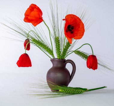 Kil vazoda kırmızı gelincik çiçekleri, birkaç solmuş çiçek, sembolik bitkiler, beyaz arka plan.