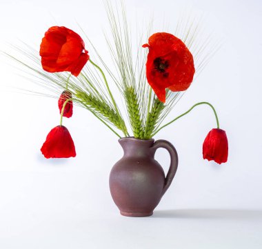 Kil vazoda kırmızı gelincik çiçekleri, birkaç solmuş çiçek, sembolik bitkiler, beyaz arka plan.