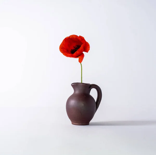 red poppy flower in a vase - a symbol of the fighting soldiers in d-day, white background