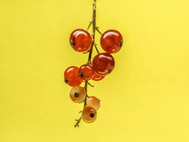 Sarı arka planda kırmızı frenk üzümü, bir sürü detay, makro fotoğraf.