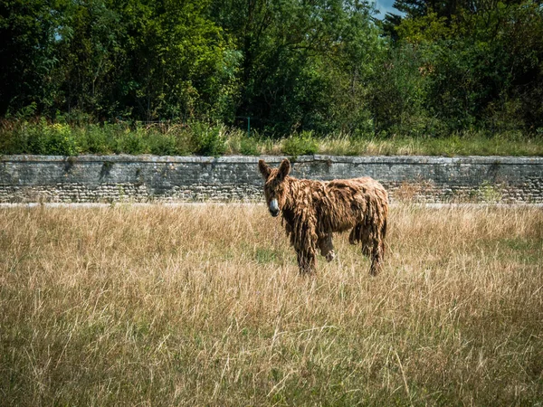Baudet Poitou Ile France Long Haired Donkey Used Work Salt — Stockfoto