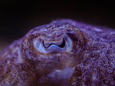 octopus eye close-up photo with lots of details