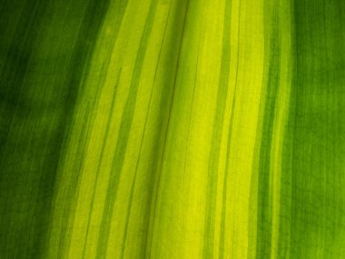 Tropikal palmiye yaprağı makro fotoğrafı çok fazla detay, arkaplan veya doku