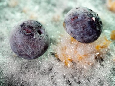 donmuş böğürtlen - beyaz buz arkaplan