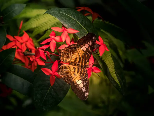 Kelebekler Tropikal Detaylı Makro Çekimler Bulanık Arkaplan — Stok fotoğraf