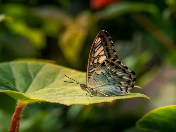 Kelebekler Tropikal Detaylı Makro Çekimler Bulanık Arkaplan — Stok fotoğraf