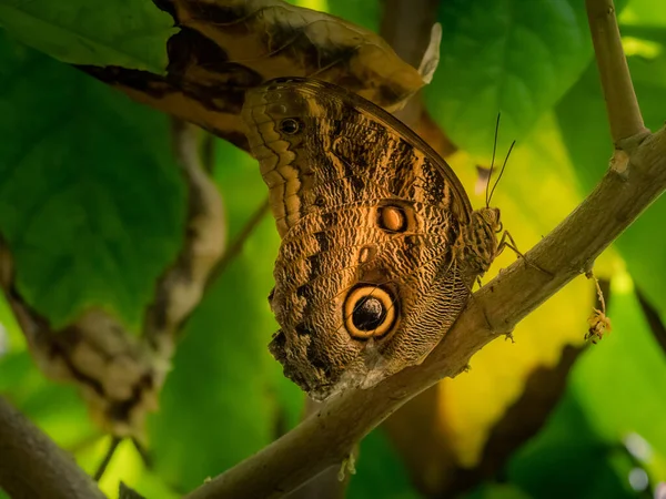 Kelebekler Tropikal Detaylı Makro Çekimler Bulanık Arkaplan — Stok fotoğraf