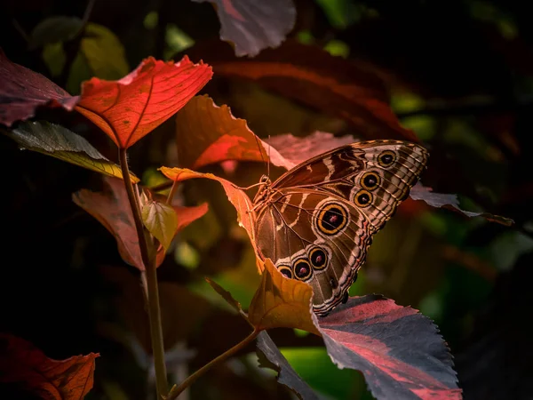 Kelebekler Tropikal Detaylı Makro Çekimler Bulanık Arkaplan — Stok fotoğraf