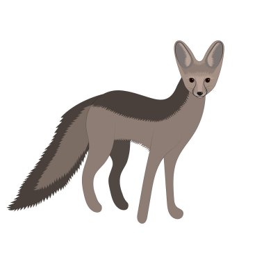 Cape fox vektör çizimi. Vahşi memeli hayvan..