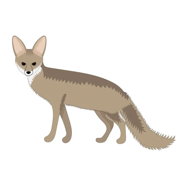 Illustration Vectorielle Renard Blanford Isolée Sur Fond Blanc Renard Adulte — Image vectorielle