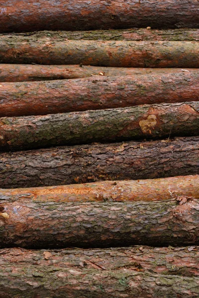 Günlük kayıtları