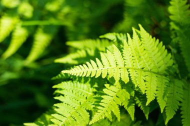 Fern orman