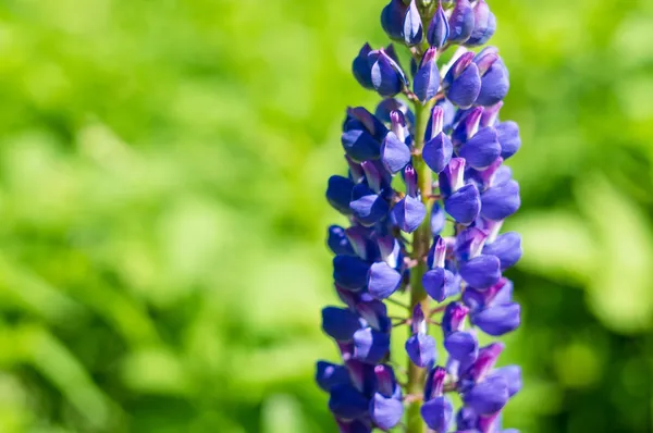 Lupin — Photo