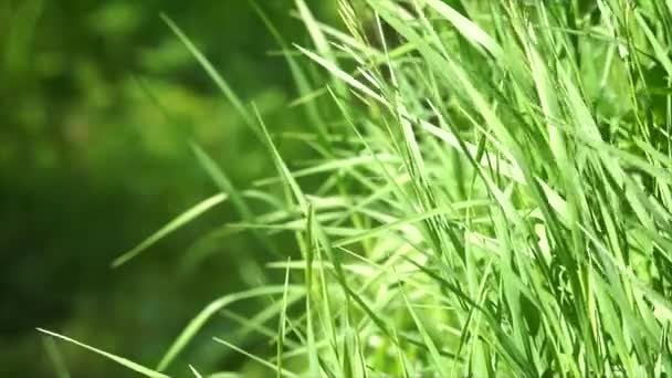 Herbes — Video