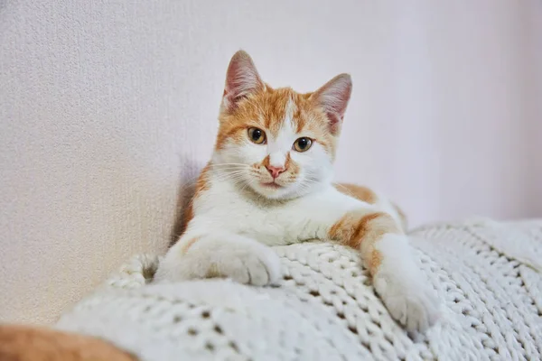 Lovely Kucing Merah Lucu Sedang Beristirahat Pada Selimut Putih Rajutan — Stok Foto