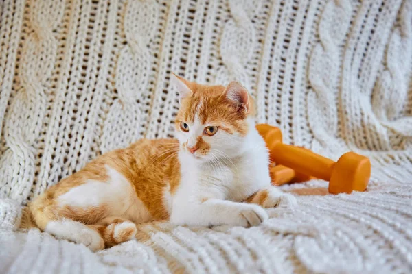 Seekor Kucing Merah Yang Cantik Berbaring Atas Selimut Putih Rajutan — Stok Foto