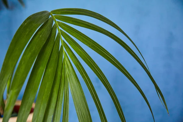 Gałąź Palmowa Jest Jasnozielona Tle Niebieskiej Ściany Koncepcji Wystroju Tła — Zdjęcie stockowe
