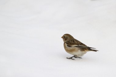 kar kiraz kuşu (plectrophenax nivalis)