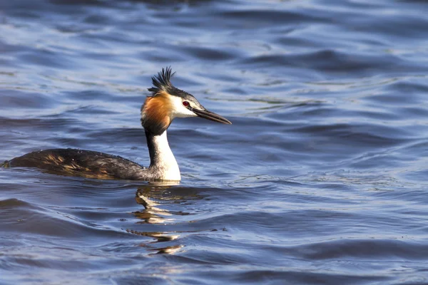 Grebe czubaty (Podiceps cristatus) — Zdjęcie stockowe