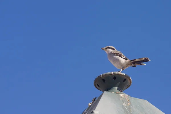 Shrike cinzento do sul — Fotografia de Stock