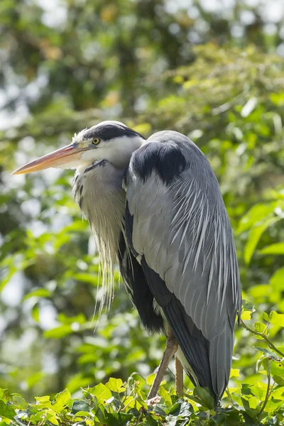 Grey heron — Stock Photo, Image