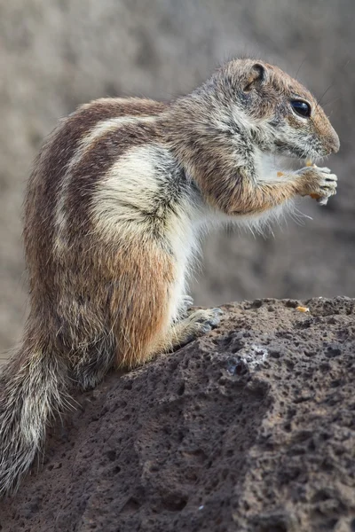 Ziesel — Stockfoto