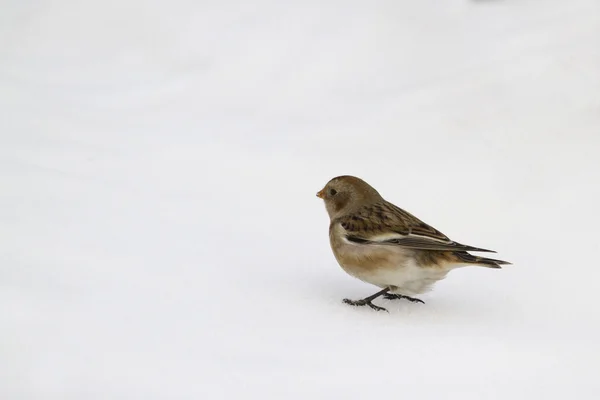 Kar kiraz kuşu (plectrophenax nivalis) — Stok fotoğraf