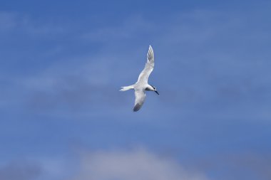 Sandviç Tern (thalasseus sandvicensis )