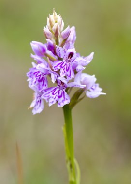 Yaygın Benekli Orkide ( Dactylorhiza fuchsii )