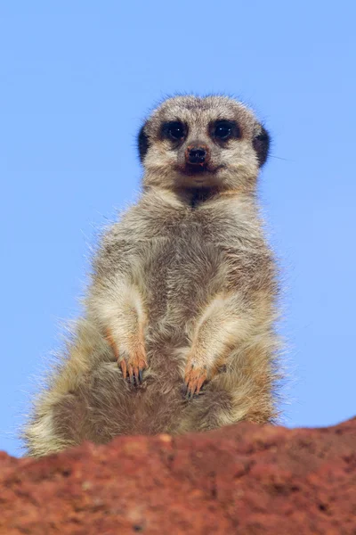 Erdmännchen — Stockfoto