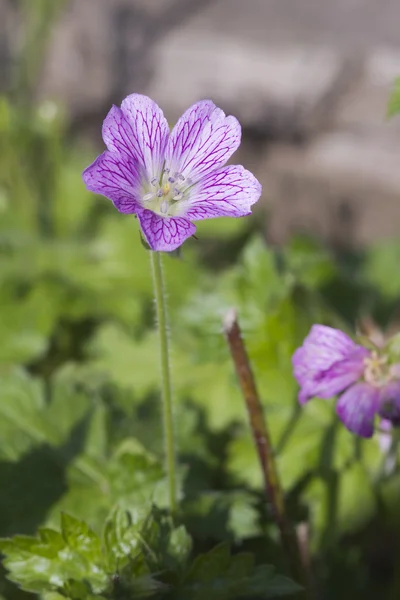 Druce 's Crane-bill (Geranium x oxonianum ) — Fotografia de Stock