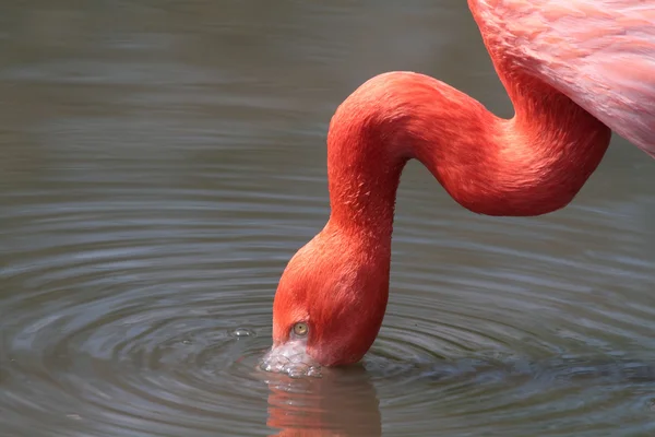 Flamingo — Fotografia de Stock