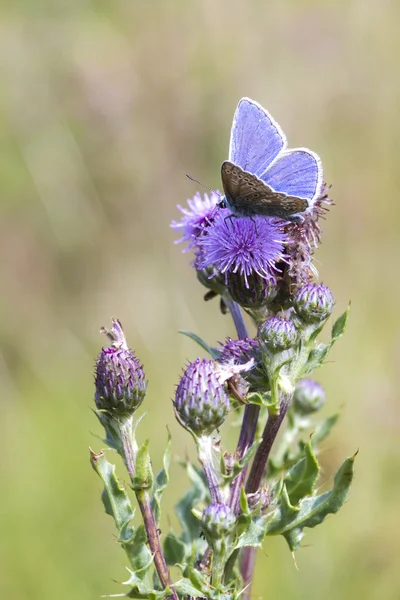 Motýl obecný (Polyommatus icarus) — Stock fotografie