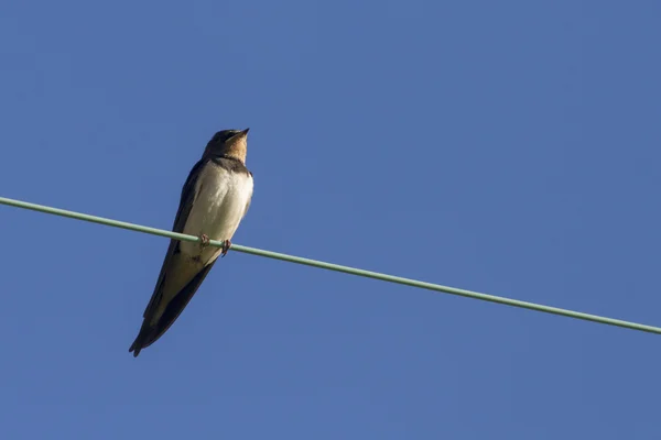 Swallow — Stock Photo, Image