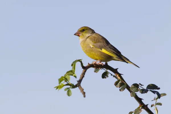 Гринфинч (Carduelis chloris) ) — стоковое фото