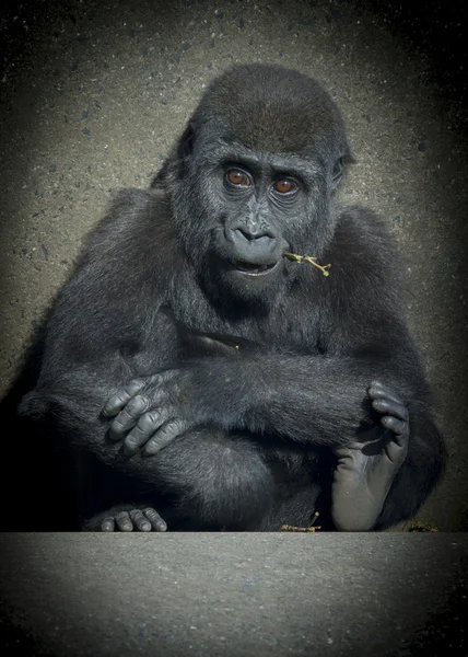 Bebé gorila —  Fotos de Stock