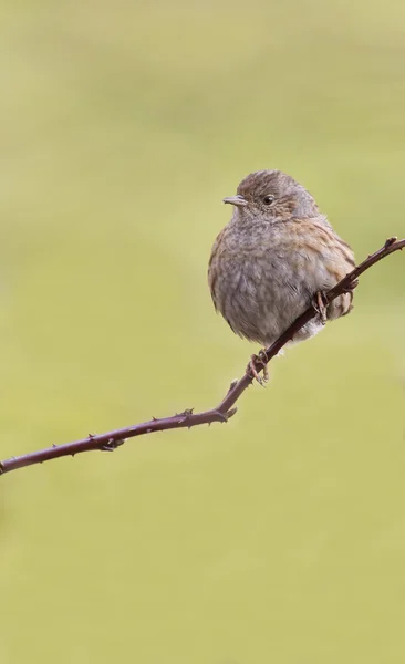 Даннок (Prunella modularis) ) — стоковое фото