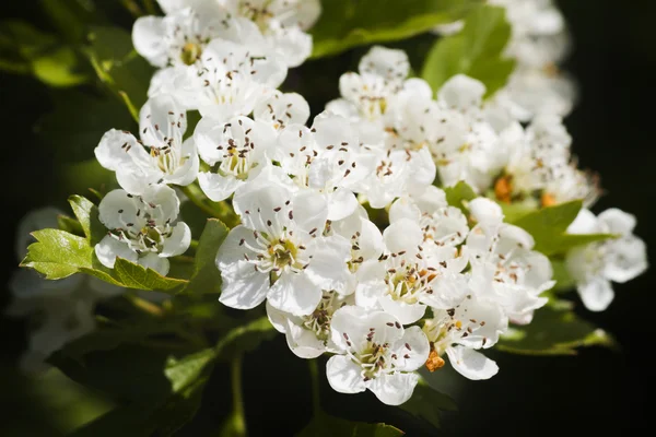 Hawthorn — Stock Photo, Image