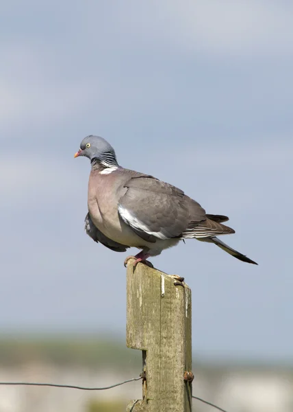 Woodpigeon ( Columba oenas ) — Stock fotografie