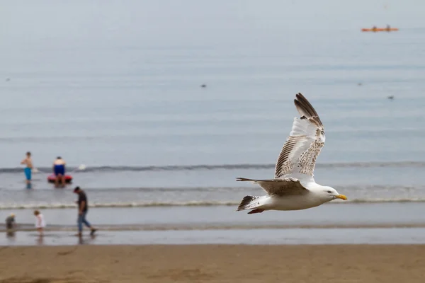 Måsen flyger över stranden — Stockfoto