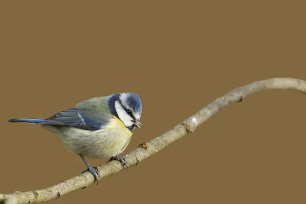 Mavi baştankara (parus caeruleus) — Stok fotoğraf