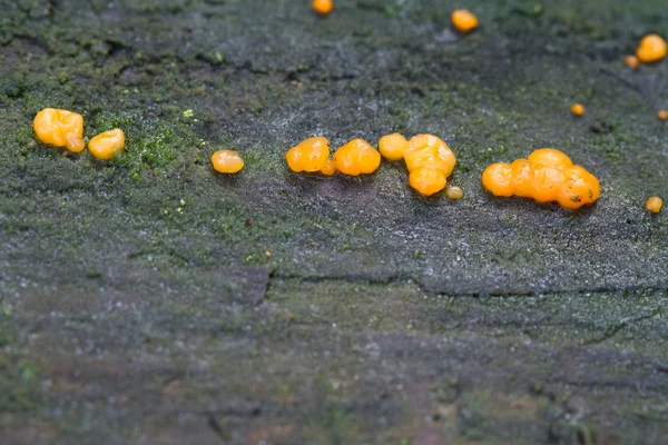 Coral-spot Fungus — Stock Photo, Image