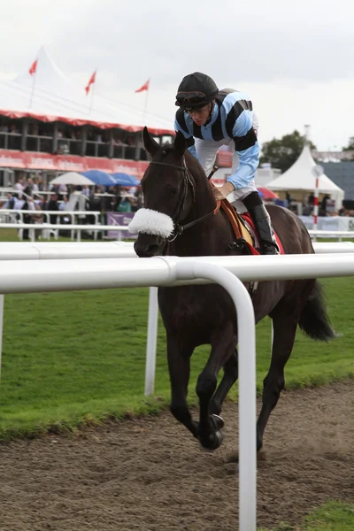 Doncaster, Anglie-11. září: st leger den david probert na — Stock fotografie