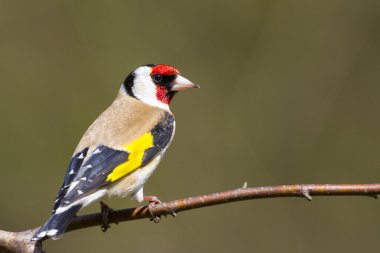 Saka kuşu (carduelis carduelis)