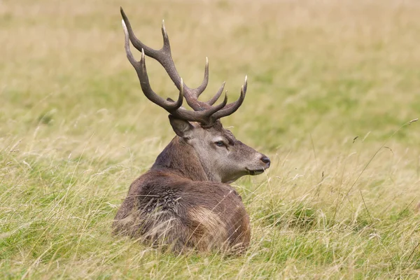 Rothirsch Cervus elaphus — Stockfoto