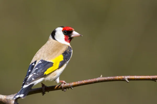 Stehlík (carduelis carduelis) — Stock fotografie