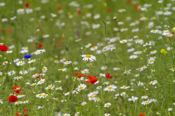 Wildflower meadow — Stock Photo, Image