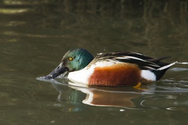 shoveler (anas clypeata)