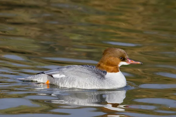 Merganser ( Mergus mergans ) — Foto de Stock