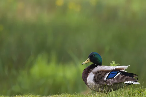 Mallard duck — Stockfoto